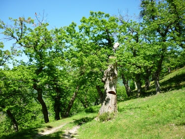 zdjęcie Castanea sativa