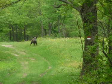 Wildschwein