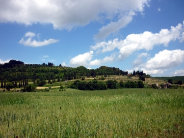 zdjęcie panorama - cyprysy